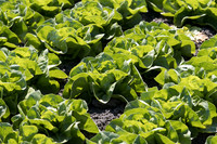Lettuce_SV1235LB_CA_0027