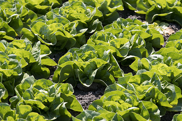 Lettuce_SV1235LB_CA_0027