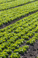 Lettuce_SV1235LB_CA_0009