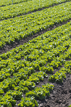 Lettuce_SV1235LB_CA_0009
