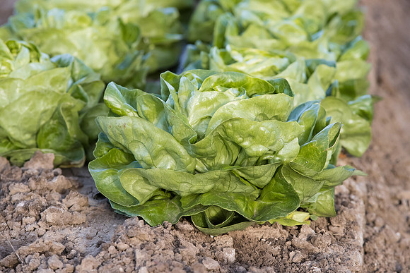Lettuce_SV1235LB_CA_0173