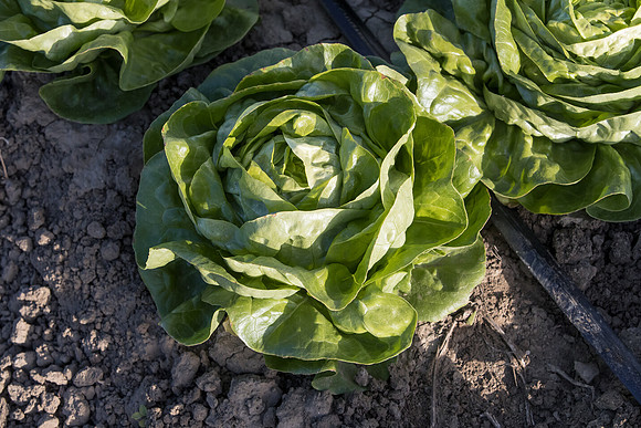 Lettuce_SV1235LB_CA_0200