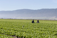 Lettuce_SV1235LB_CA_0046
