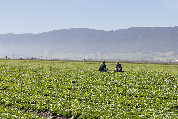 Lettuce_SV1235LB_CA_0046