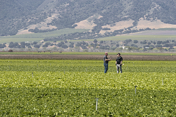 Lettuce_SV1235LB_CA_0137