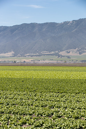 Lettuce_SV1235LB_CA_0156