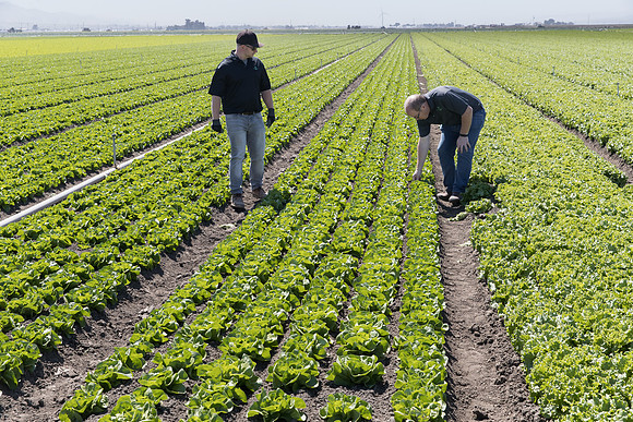 Lettuce_SV1235LB_CA_0102