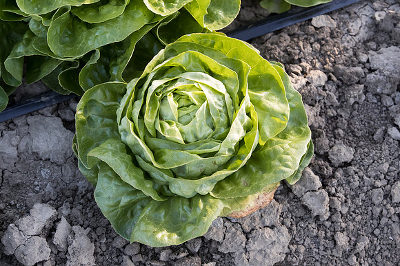 Lettuce_SV1235LB_CA_0192