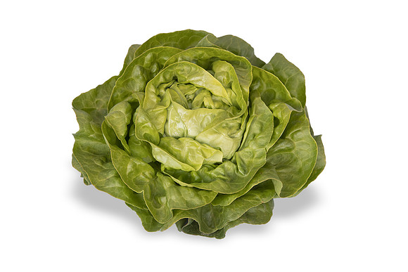 Lettuce_SV1235LB_CA_0249