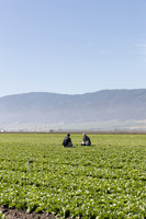 Lettuce_SV1235LB_CA_0048