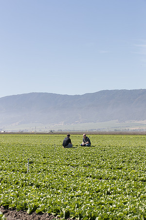 Lettuce_SV1235LB_CA_0048
