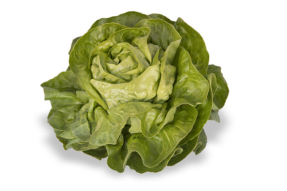 Lettuce_SV1235LB_CA_0255