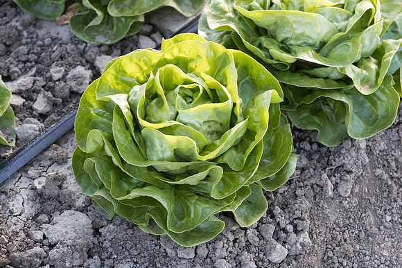 Lettuce_SV1235LB_CA_0195