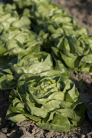 Lettuce_SV1235LB_CA_0226