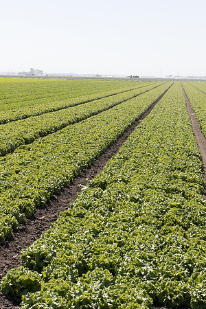 Lettuce_SV1235LB_CA_0007