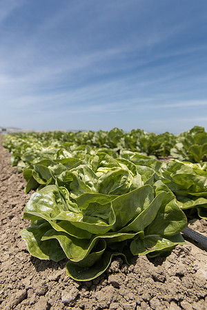 Lettuce_SV1235LB_CA_0298