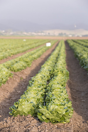 Lettuce_SV1235LB_CA_0185