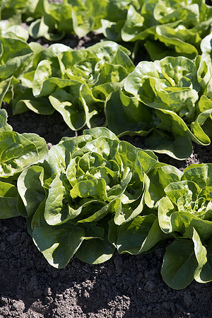 Lettuce_SV1235LB_CA_0030