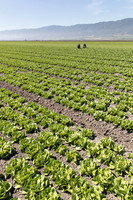 Lettuce_SV1235LB_CA_0071