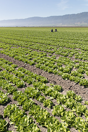 Lettuce_SV1235LB_CA_0071