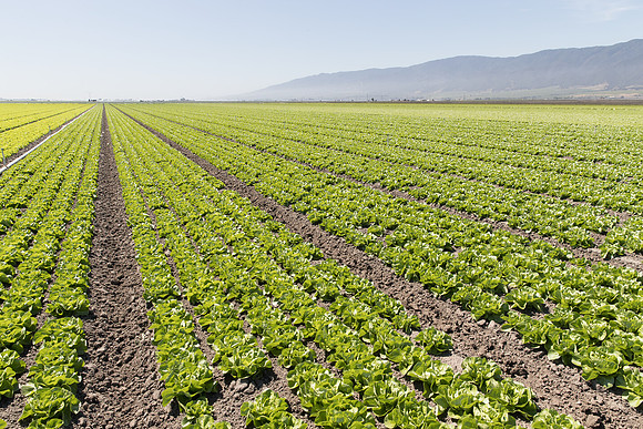 Lettuce_SV1235LB_CA_0087