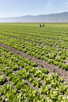 Lettuce_SV1235LB_CA_0073