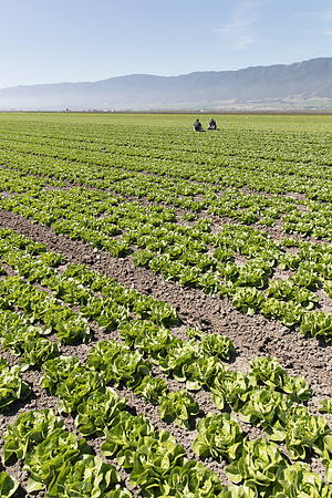 Lettuce_SV1235LB_CA_0073
