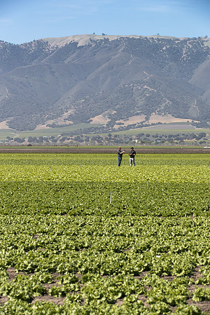Lettuce_SV1235LB_CA_0145