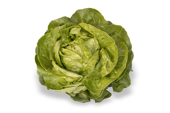 Lettuce_SV1235LB_CA_0271