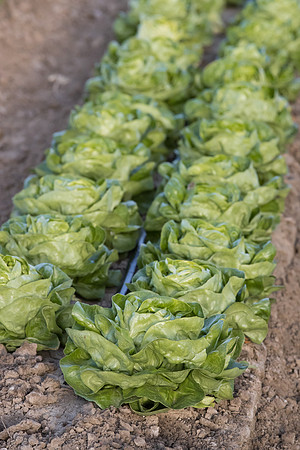 Lettuce_SV1235LB_CA_0179