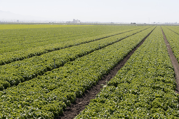 Lettuce_SV1235LB_CA_0002