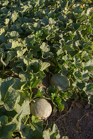 Melon_SV6239MF_CA_0011