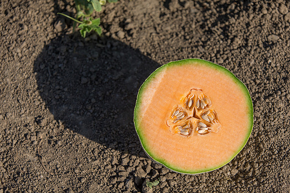 Melon_SV6239MF_CA_0047
