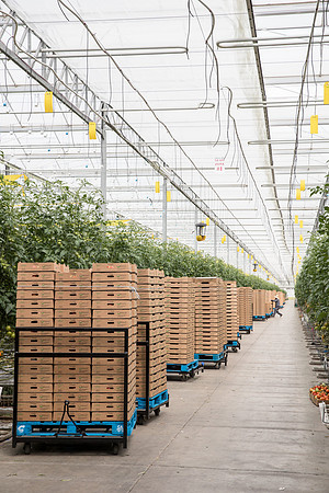 DeRuiter_Leamington_Customer_0843