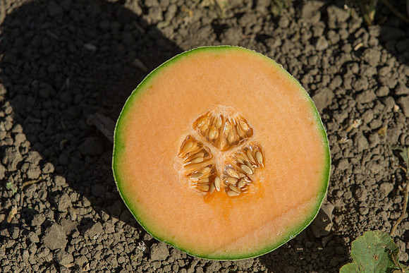 Melon_SV6239MF_CA_0077