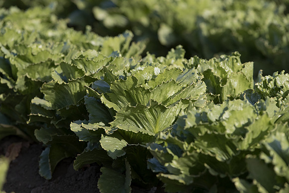 Lettuce_SV7772LG_CA_0026