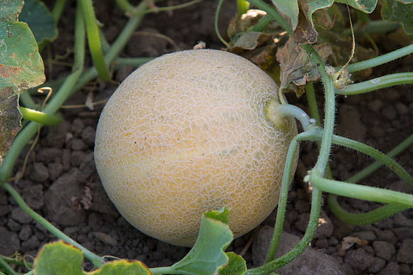 Melon_SV6239MF_CA_0005