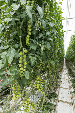 DeRuiter_Leamington_Customer_0650