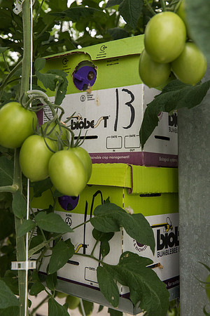 DeRuiter_Leamington_Customer_0385