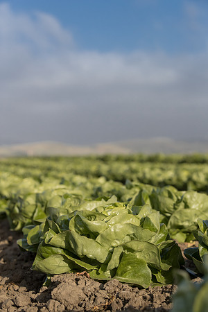 Lettuce_SV1235LB_CA_0245