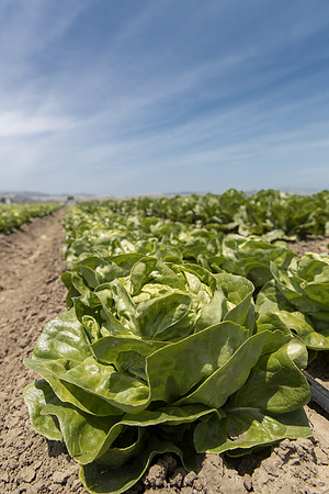 Lettuce_SV1235LB_CA_0294