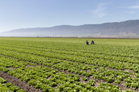 Lettuce_SV1235LB_CA_0078