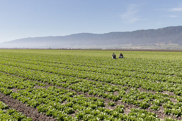 Lettuce_SV1235LB_CA_0078