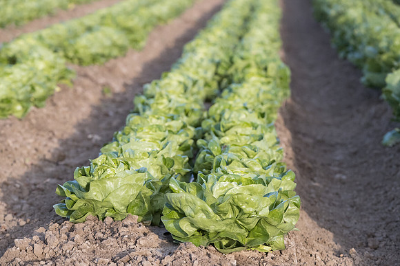 Lettuce_SV1235LB_CA_0189