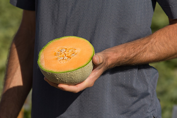 Melon_SV6239MF_CA_0027
