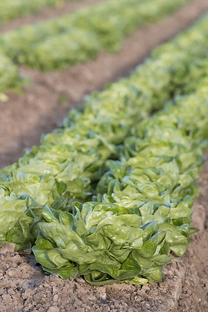 Lettuce_SV1235LB_CA_0180