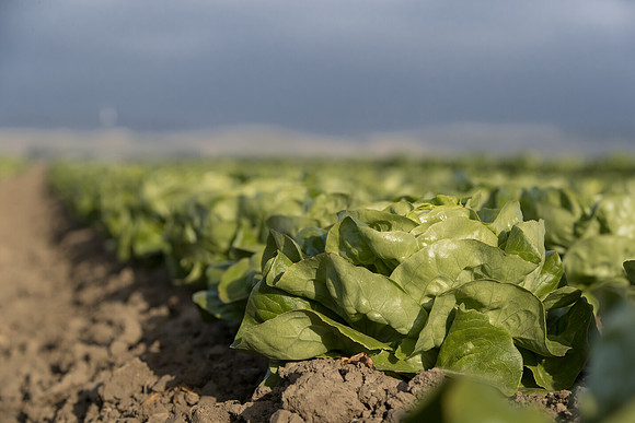 Lettuce_SV1235LB_CA_0229