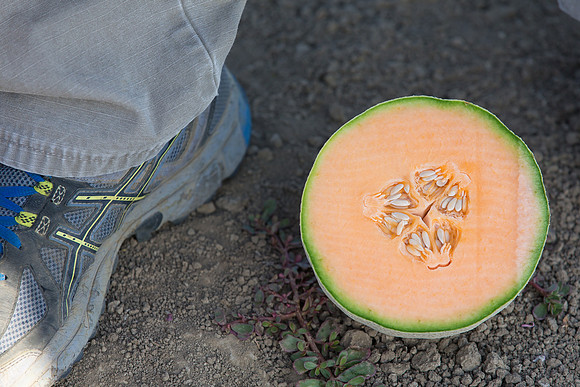 Melon_SV6239MF_CA_0029