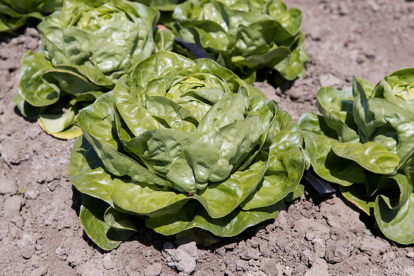 Lettuce_SV1235LB_CA_0264