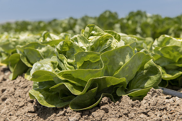 Lettuce_SV1235LB_CA_0293